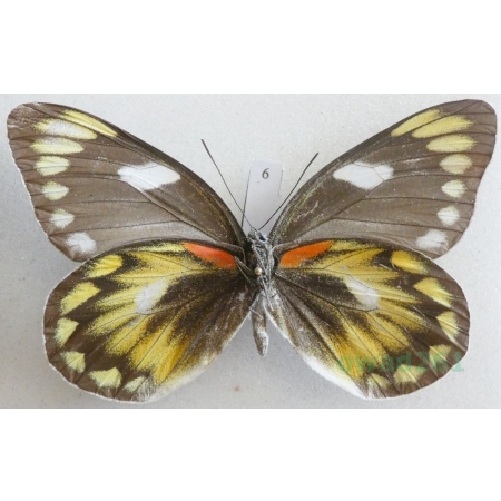 Delias zebuda Hewitson, 1862 female reverse Indonesia, Sulawesi6